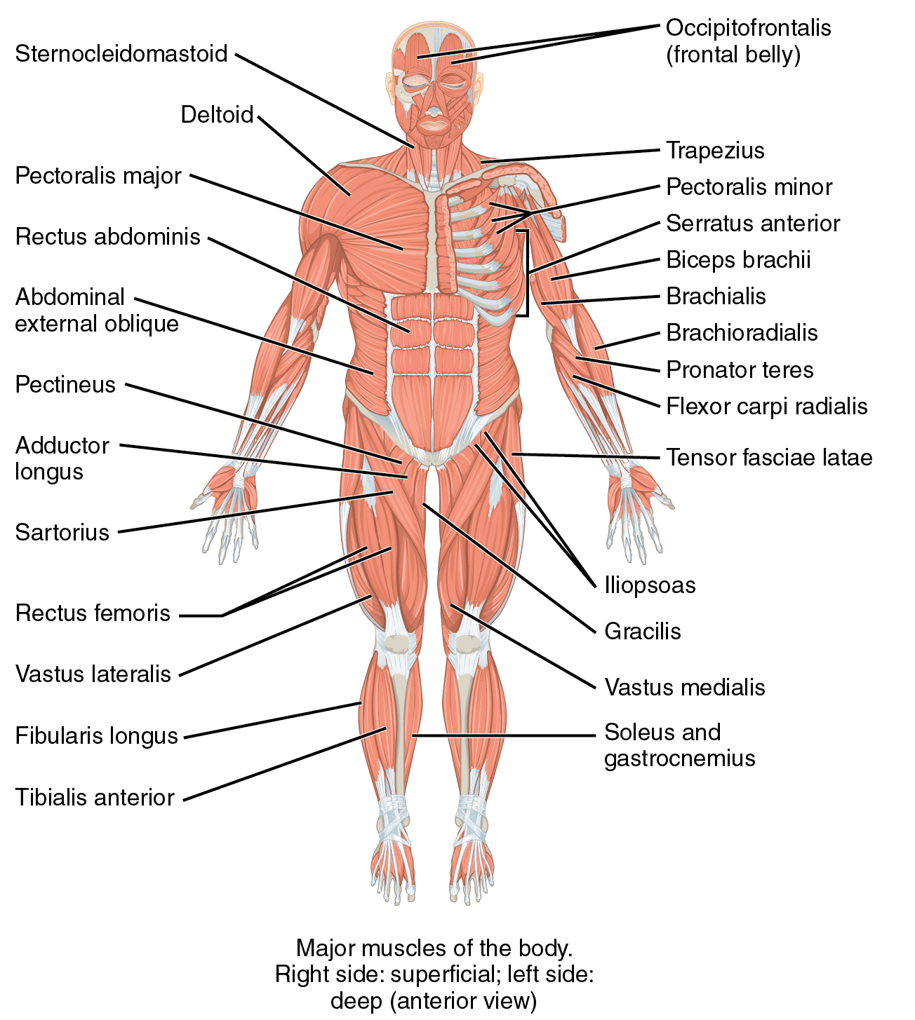 Skeletal Muscles (public domain picture, Wikipedia)