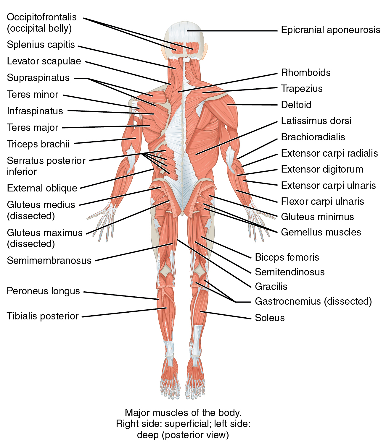 Skeletal Muscles (public domain picture, Wikipedia)