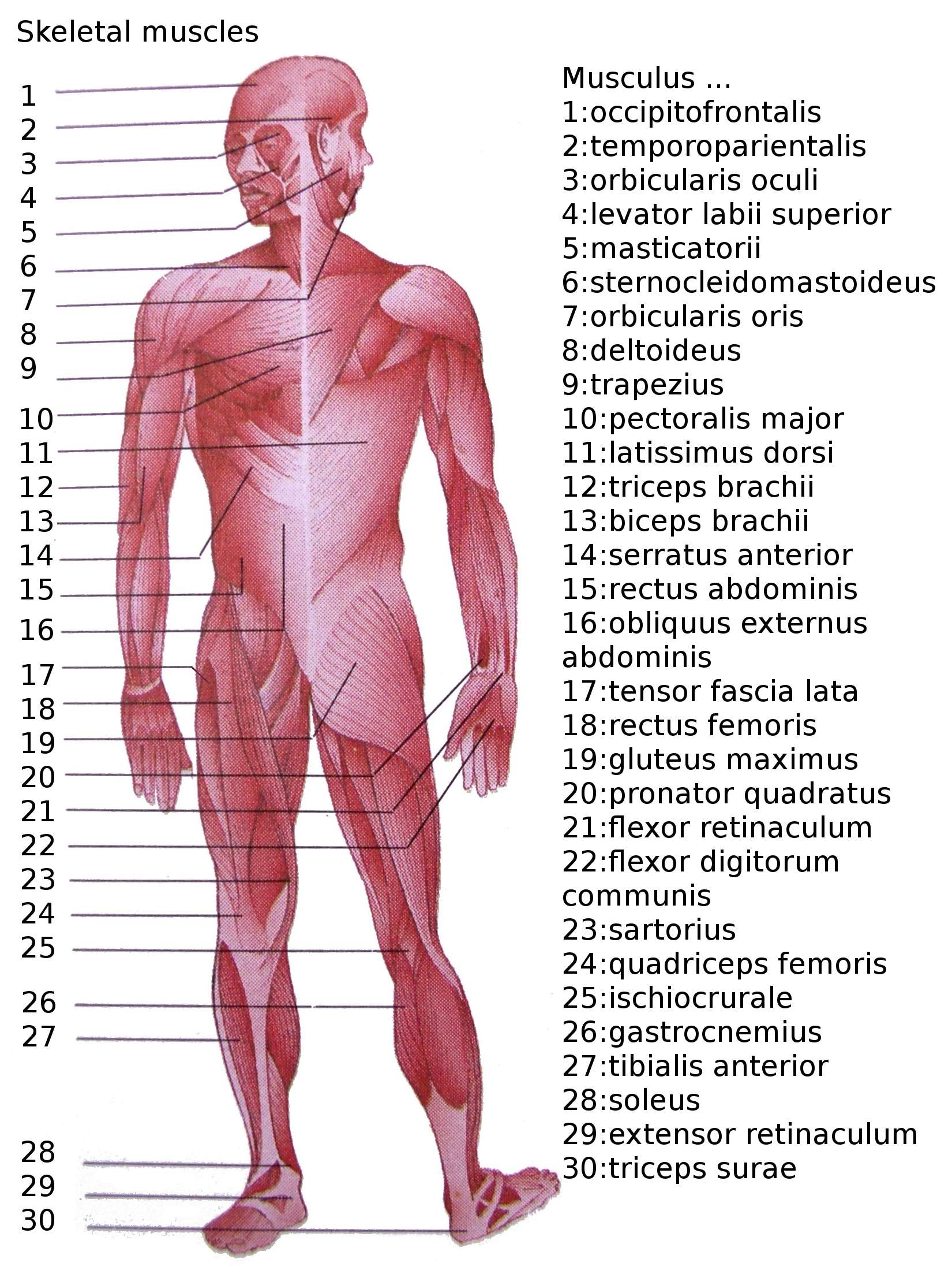 Skeletal Muscles (public domain picture, Wikipedia)
